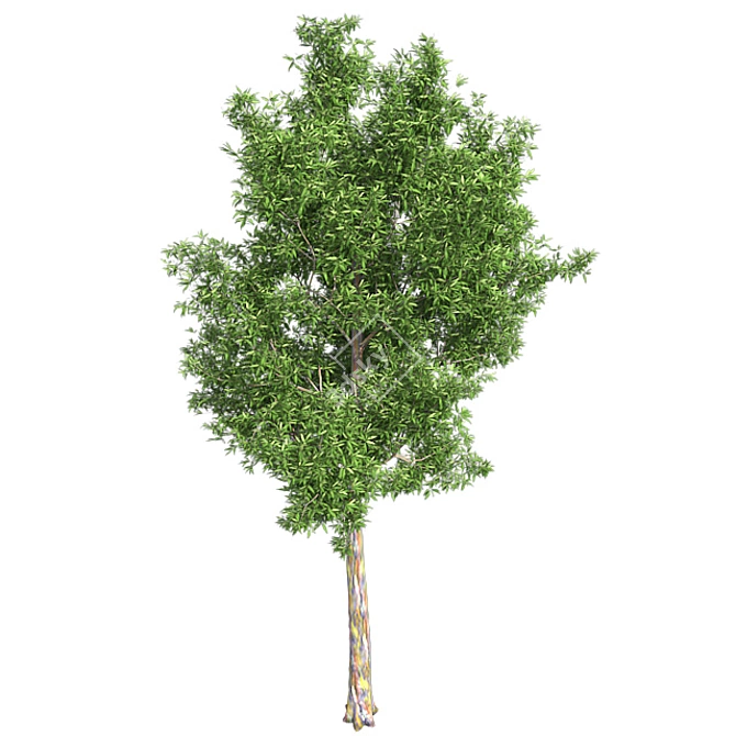 Optimized Quad Gum Tree 3D model image 2