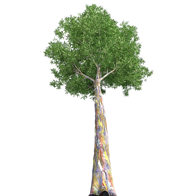 Optimized Quad Gum Tree 3D model image 3