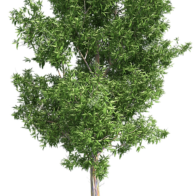 Optimized Quad Gum Tree 3D model image 4