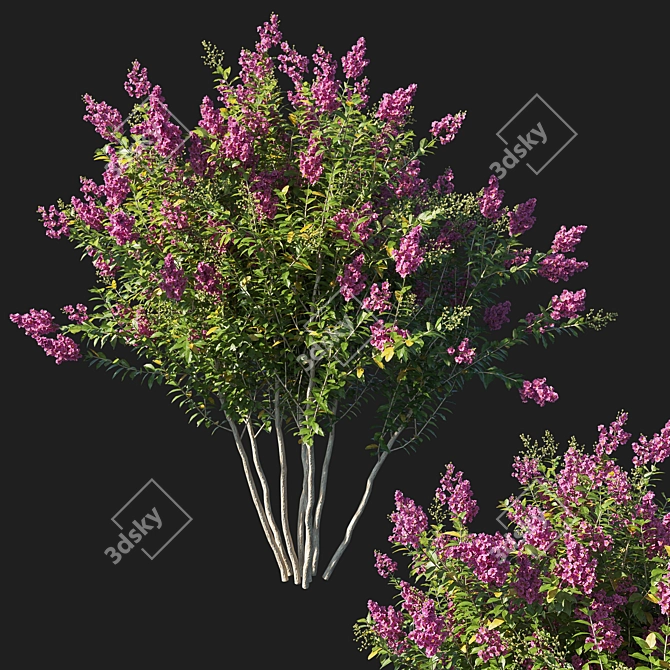 Pink Myrtle Bush: Vibrant Flowering Beauty 3D model image 1