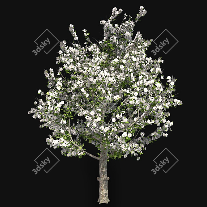 Pruned Apple Tree, High-Quality 4K Texture 3D model image 2