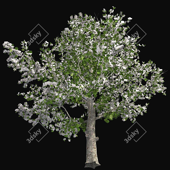 Pruned Apple Tree, High-Quality 4K Texture 3D model image 3