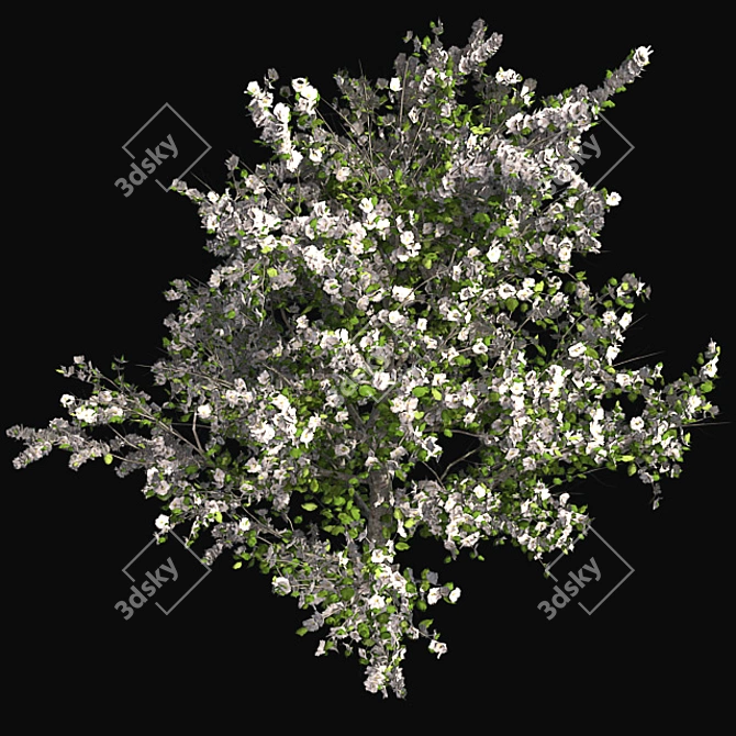 Pruned Apple Tree, High-Quality 4K Texture 3D model image 4