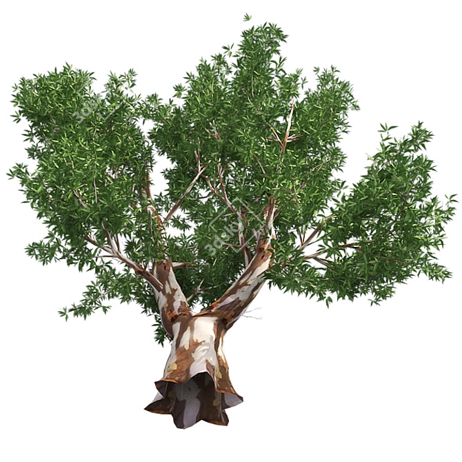 Optimized Red Gum Tree - Realistic, High-Quality Model 3D model image 3