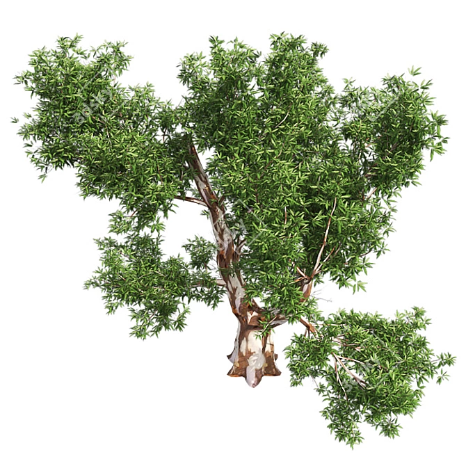 Optimized Red Gum Tree - Realistic, High-Quality Model 3D model image 4