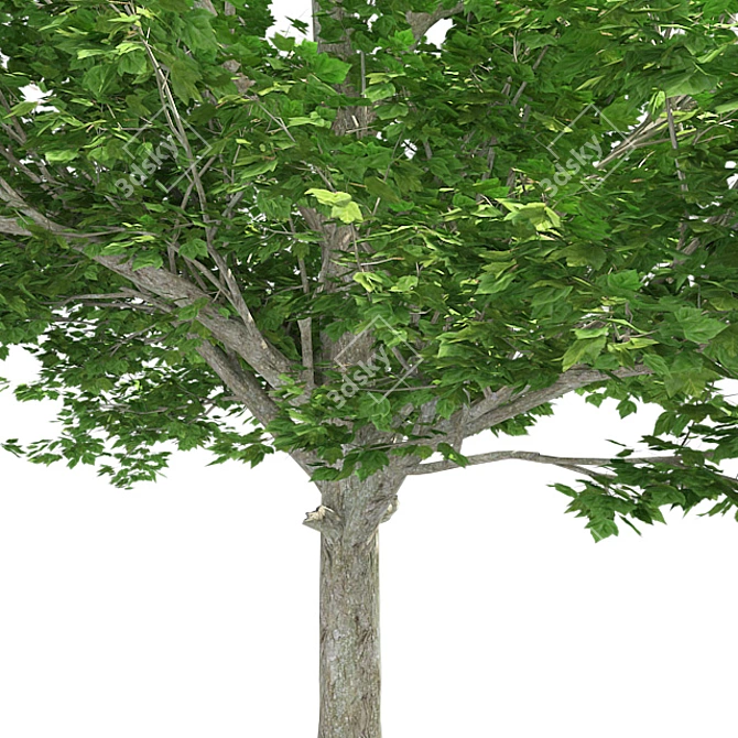 Vibrant Red Maple Tree Crown 3D model image 4