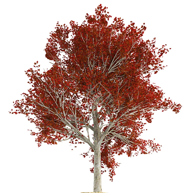 Title: Autumn Splendor Red Maple Tree 3D model image 2