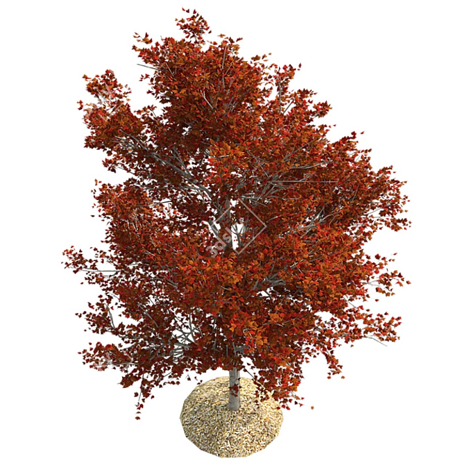 Title: Autumn Splendor Red Maple Tree 3D model image 3