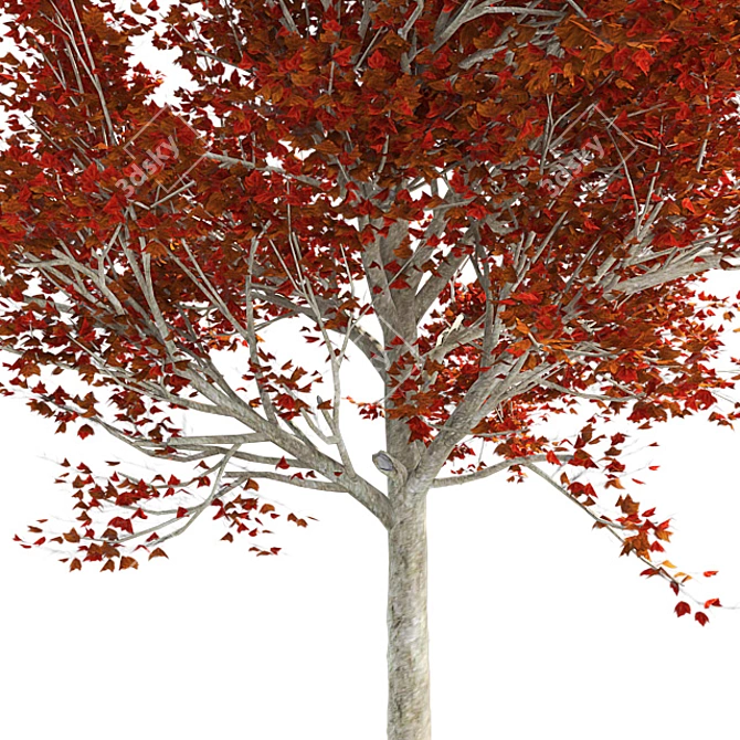 Title: Autumn Splendor Red Maple Tree 3D model image 4