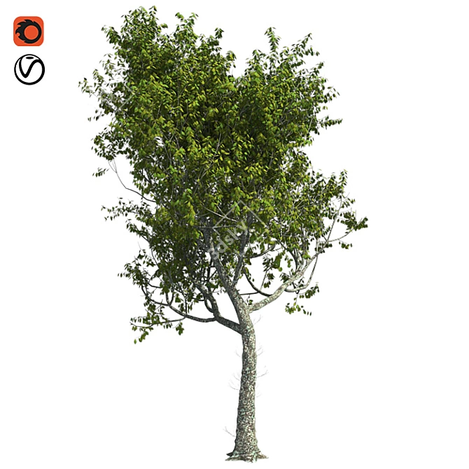 Premium Red Oak Tree 3D model image 1