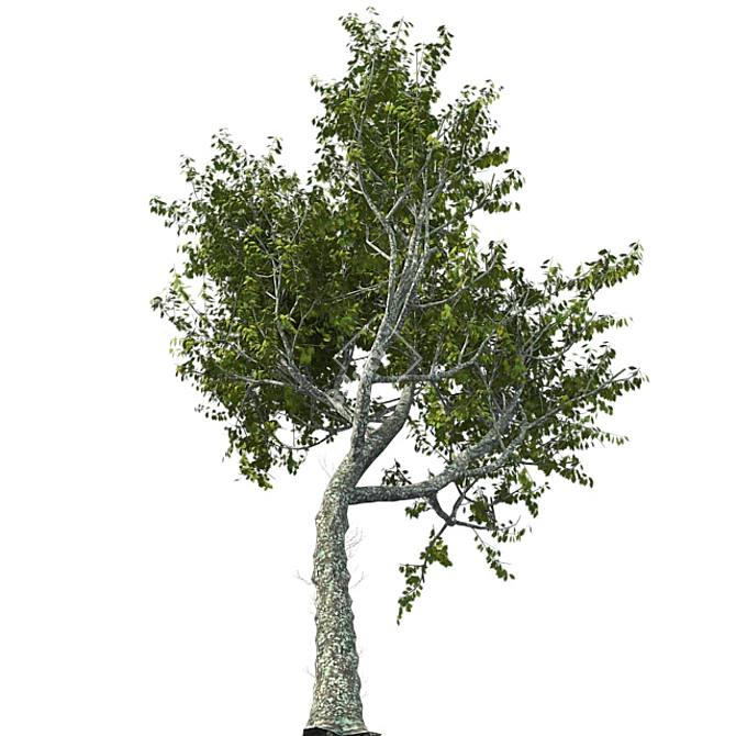 Premium Red Oak Tree 3D model image 3