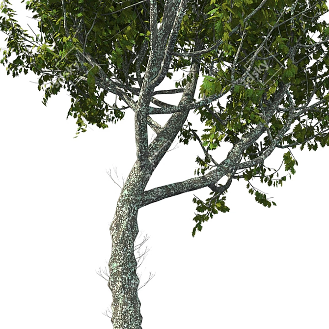 Premium Red Oak Tree 3D model image 4