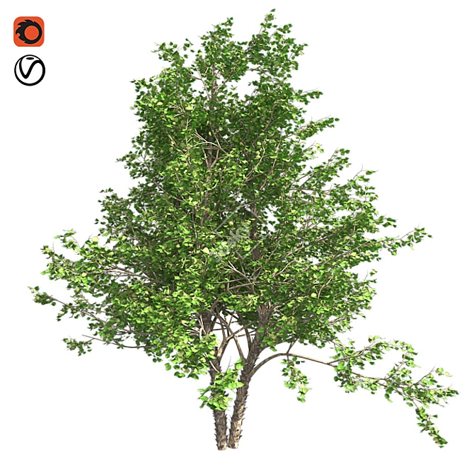 Optimized River Birch Tree 3D model image 1