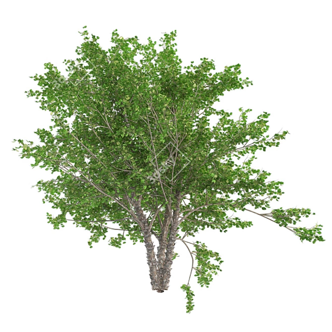 Optimized River Birch Tree 3D model image 2