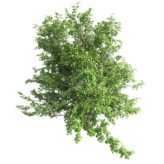 Optimized River Birch Tree 3D model image 3