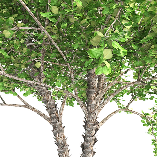 Optimized River Birch Tree 3D model image 4