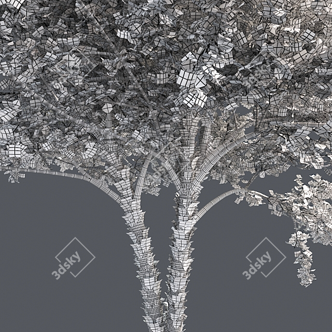 Optimized River Birch Tree 3D model image 5