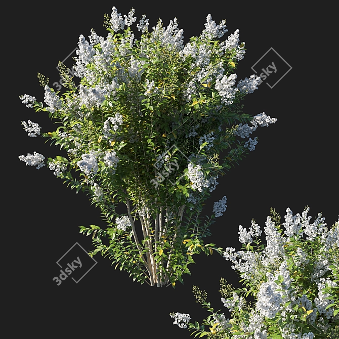 Elegant White Myrtle Bush 3D model image 1