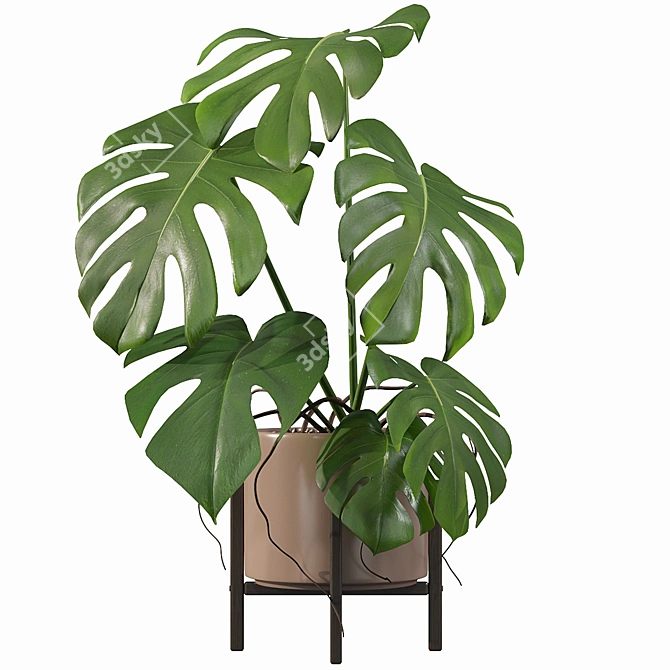 Tropical Monster Leaf Plants 3D model image 1