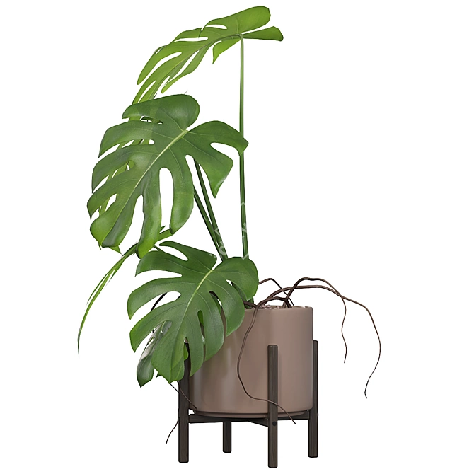 Tropical Monster Leaf Plants 3D model image 2