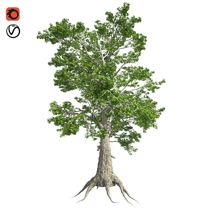 Lush Sassafras Tree - 4K Texture 3D model image 1