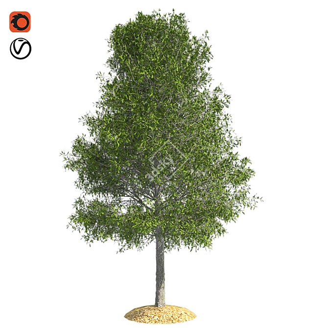 Shingle Oak Tree: High-Quality, Realistic Design. 3D model image 1