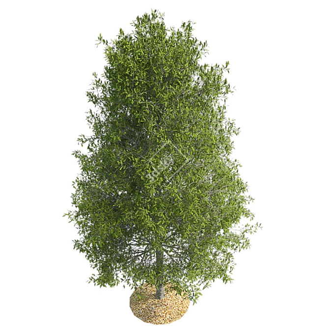 Shingle Oak Tree: High-Quality, Realistic Design. 3D model image 2