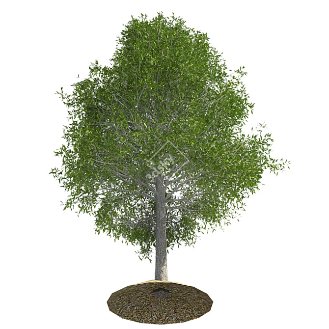 Shingle Oak Tree: High-Quality, Realistic Design. 3D model image 3