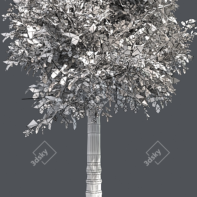 Sourwood Tree: High-Quality 3D Model 3D model image 5