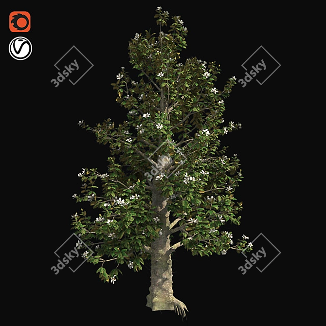 Southern Magnolia Tree 3D model image 1