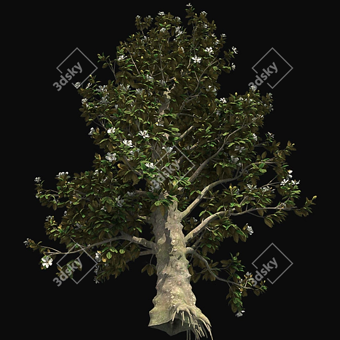 Southern Magnolia Tree 3D model image 2