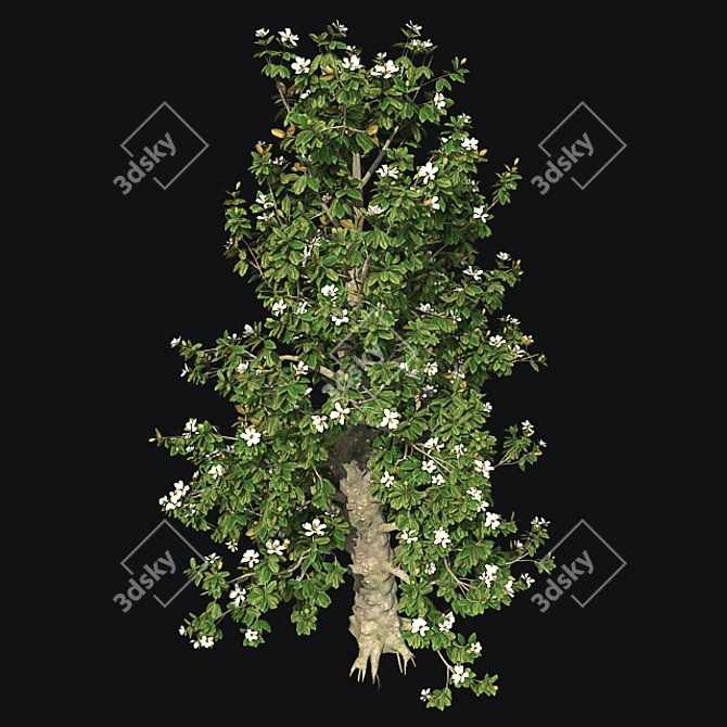 Southern Magnolia Tree 3D model image 3