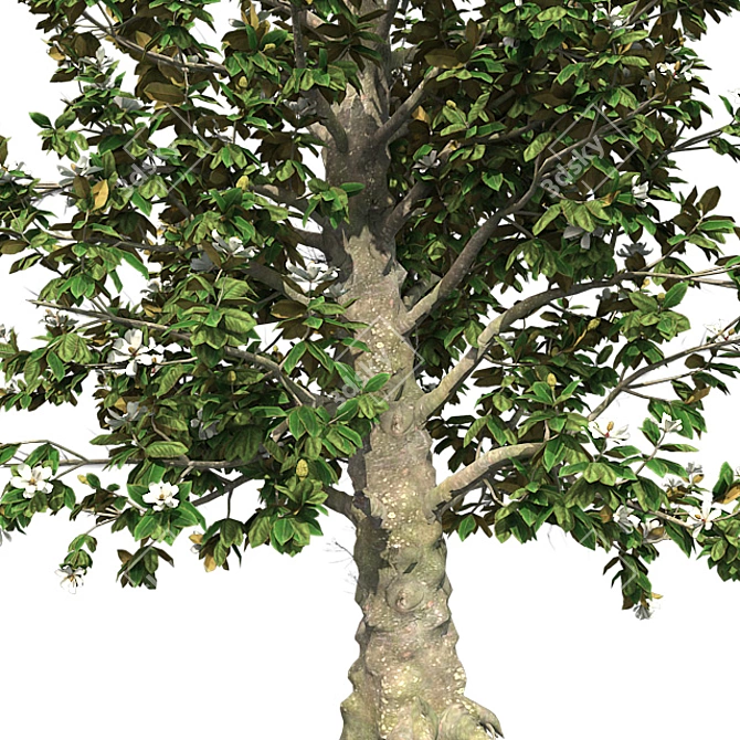 Southern Magnolia Tree 3D model image 4