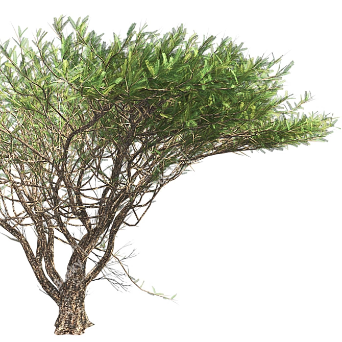 Optimized Quad Umbrella Thorn Tree 3D model image 4