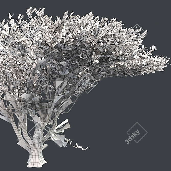 Optimized Quad Umbrella Thorn Tree 3D model image 5