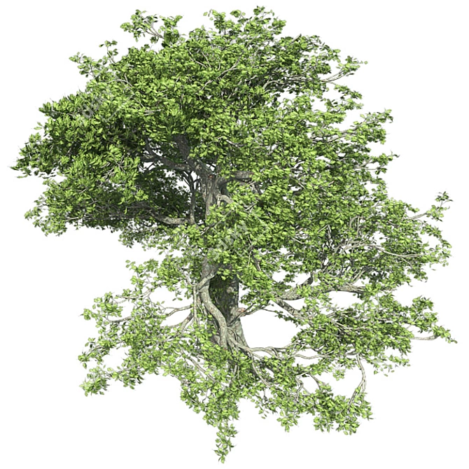 Premium White Oak Tree: Realistic 3D Model 3D model image 3