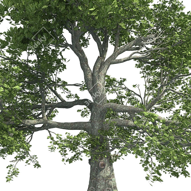 Premium White Oak Tree: Realistic 3D Model 3D model image 4