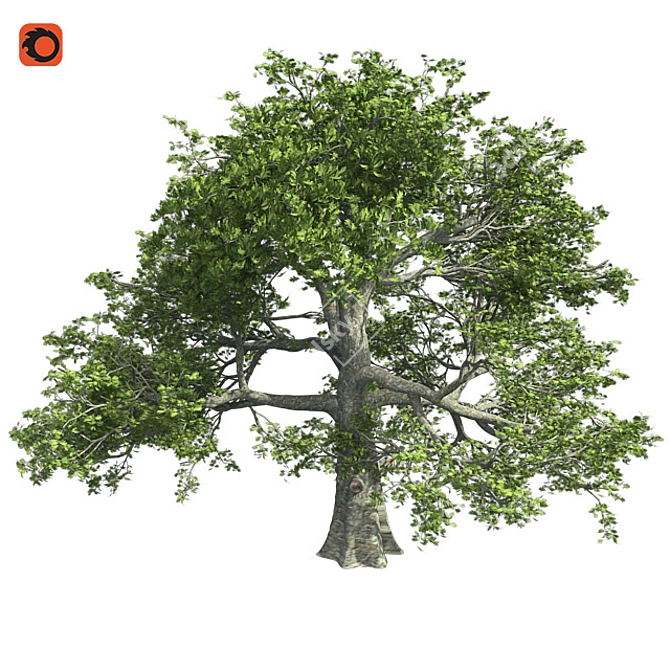 Premium White Oak Tree Corona 3D model image 1