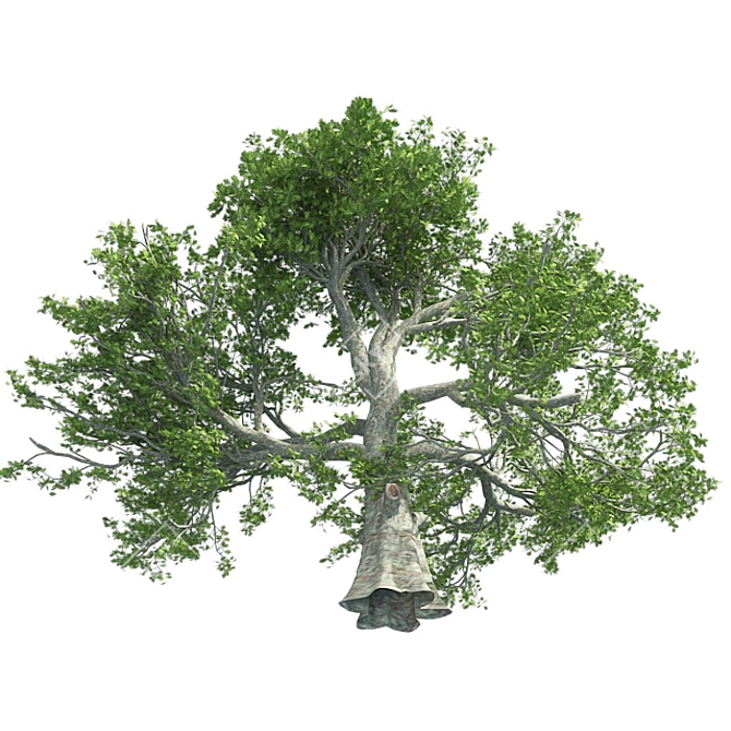 Premium White Oak Tree Corona 3D model image 2