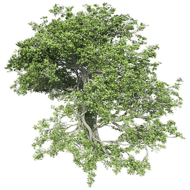 Premium White Oak Tree Corona 3D model image 3