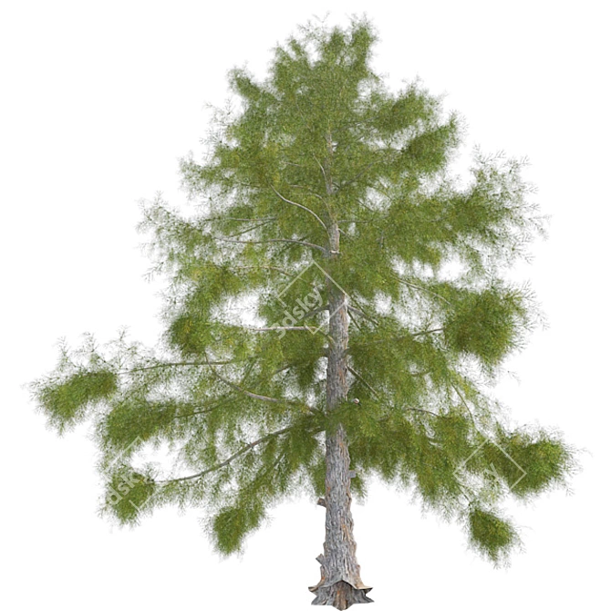 Premium Alaska Cedar Tree: Optimized, Real-World Scale 3D model image 2