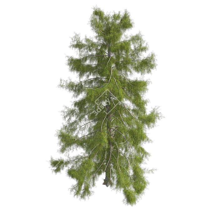 Premium Alaska Cedar Tree: Optimized, Real-World Scale 3D model image 3