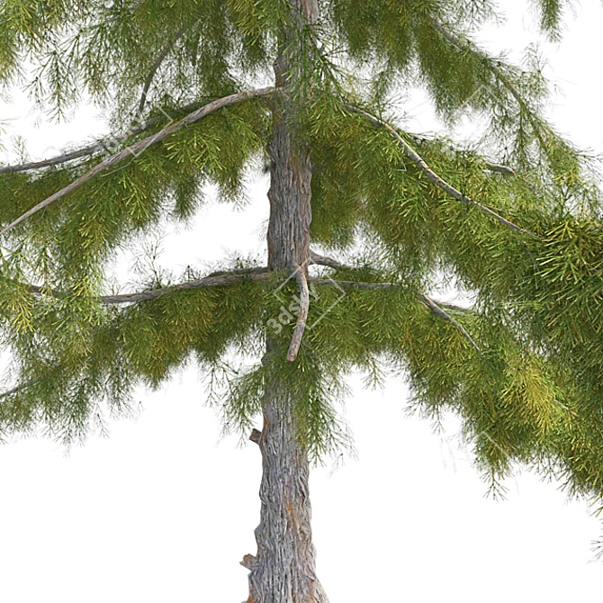 Premium Alaska Cedar Tree: Optimized, Real-World Scale 3D model image 4