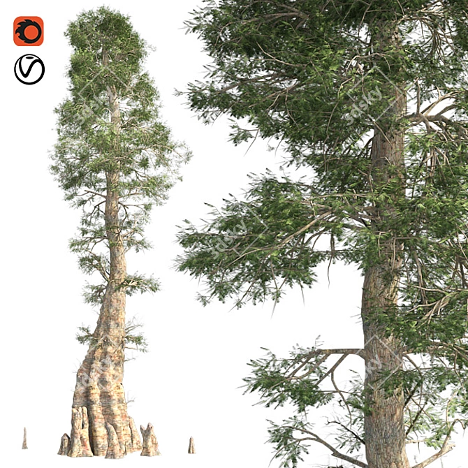 Optimized Quad Textured Bald Cypress Tree 3D model image 1