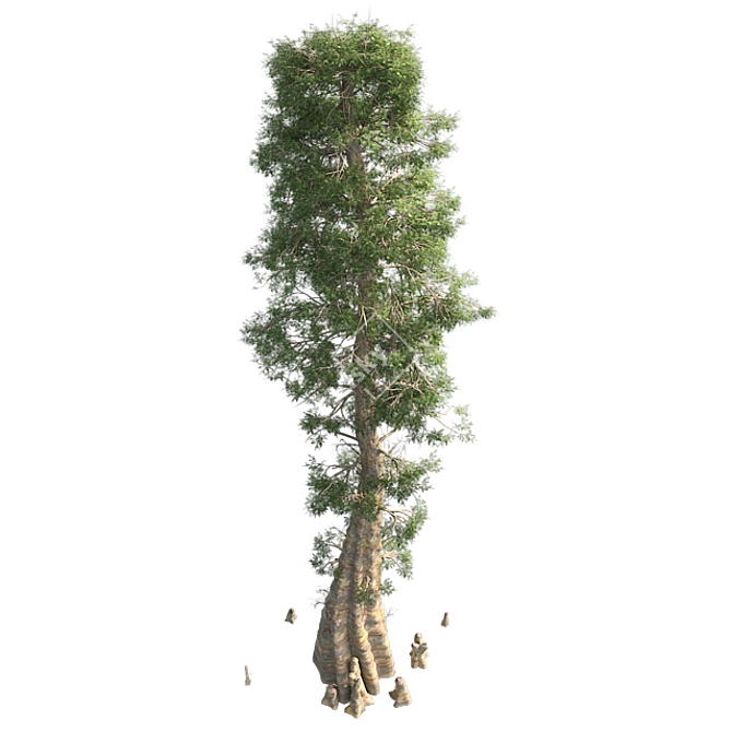 Optimized Quad Textured Bald Cypress Tree 3D model image 2