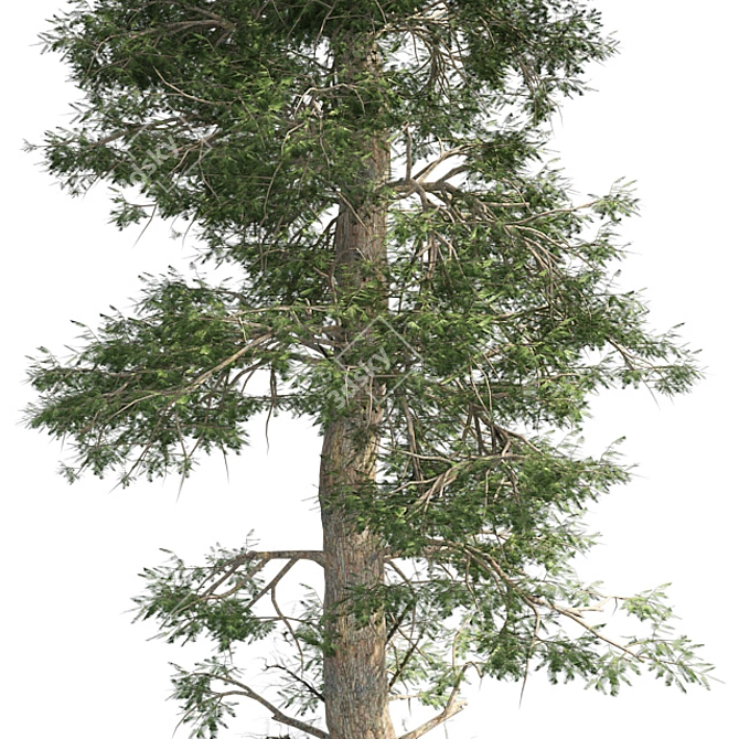 Optimized Quad Textured Bald Cypress Tree 3D model image 4