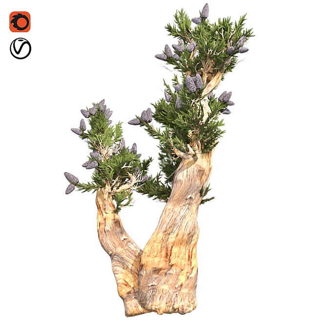 Bristle Pine Tree: Realistic 3D Model 3D model image 1