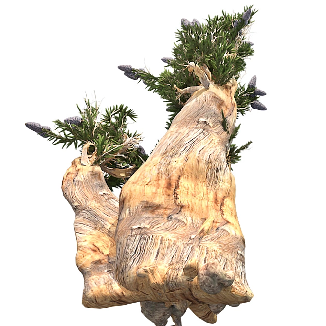 Bristle Pine Tree: Realistic 3D Model 3D model image 3