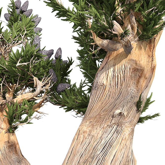 Bristle Pine Tree: Realistic 3D Model 3D model image 4