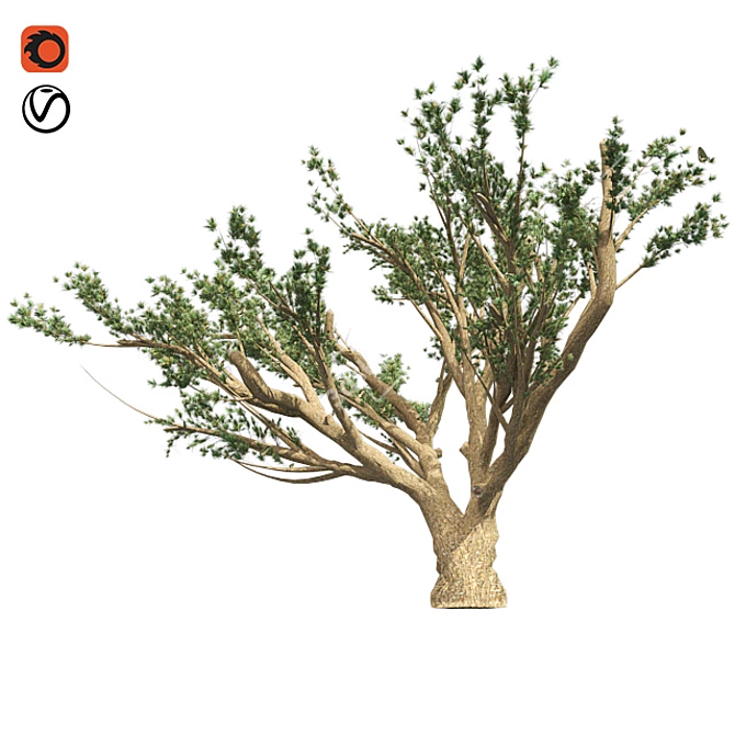 Lebanon Cedar: Realistic 3D Tree 3D model image 1